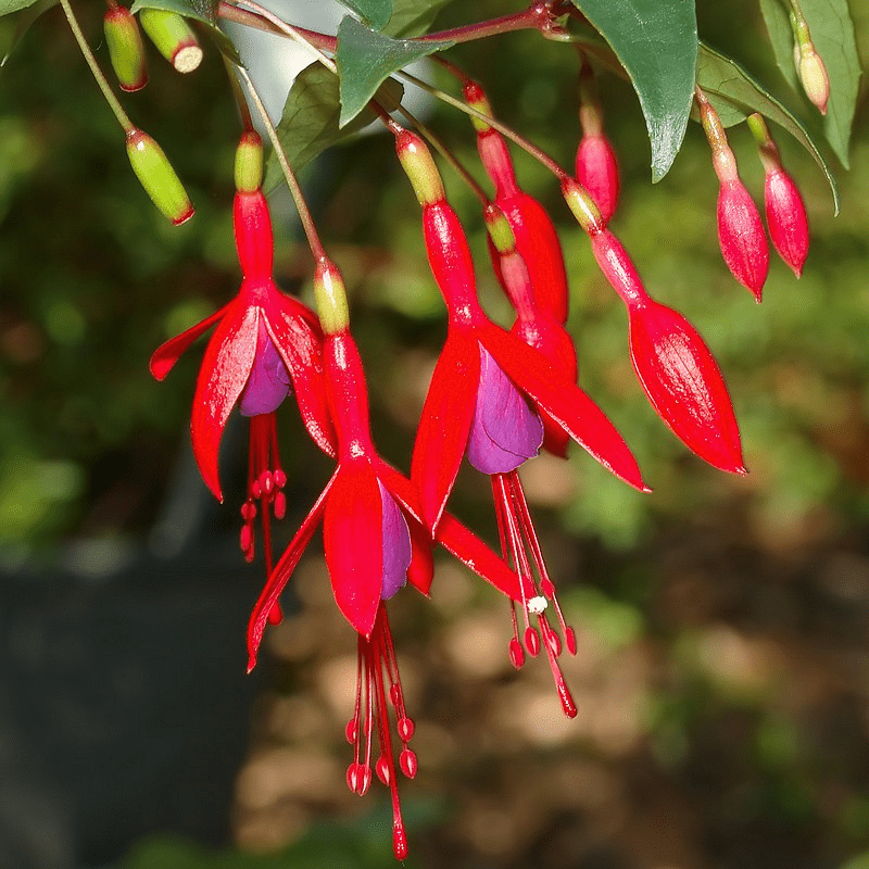 Des images de diffrentes plantes